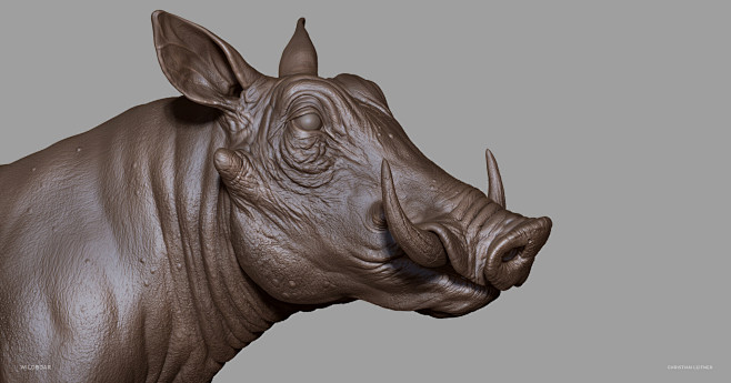 wild boar / pig