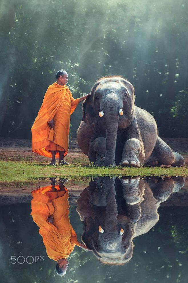 Monk and Baby Elepha...