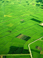 The rice fields near the Noi Bai Airport. Photo: Gary Franklin.