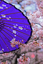 日本樱花 