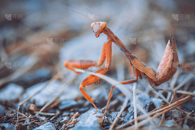 mantis in the attacking pose