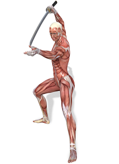 吆合子采集到肌肉结构