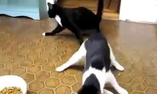 笑死了喂!!!猫咪在看病打了麻药回家 但...