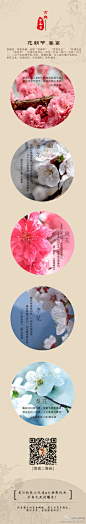 春季百花争艳斗芳菲，自古有花朝节专庆百花，但在那些万紫千红中几乎在同一时节盛开的相似的花