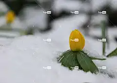 冬附子 黄色花 雪 春天 越冬 花卉背景 笔记本电脑壁纸