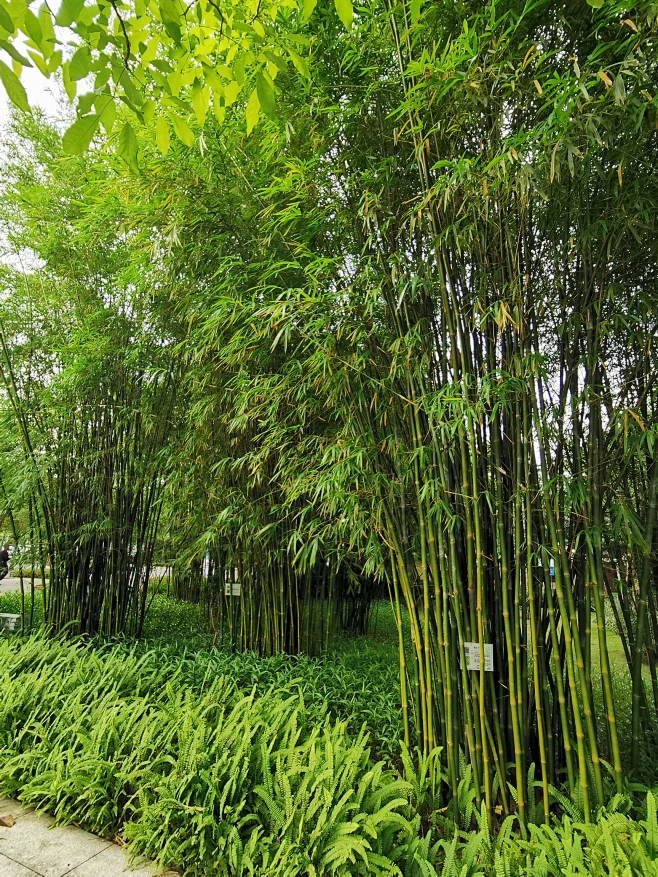青皮竹-花瓣网