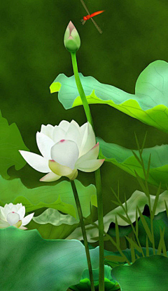 ~小迷糊~采集到荷影清 暗香浮