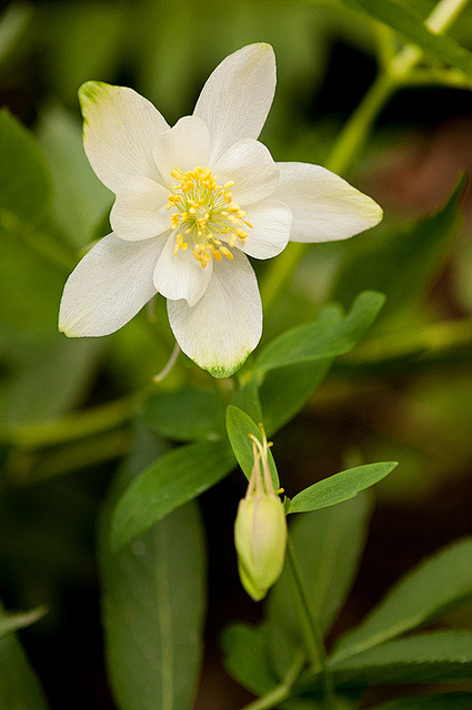 pretty little flower