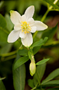 pretty little flower