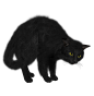 黑猫PNG图片