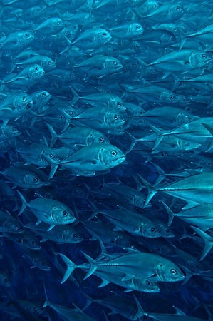 schooling jacks at c...
