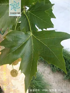 三球悬铃木图片_百度百科