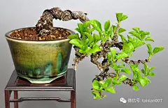 日式小盆景赏