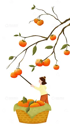 霜降 柿子树 打柿子高清模板免费下载-趣麦麦图