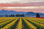 位于美国华盛顿州的郁金香山谷是仅次于荷兰的世界第二大郁金香产地。