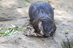 这种小水獭名叫Amblonyx Cinerea，吃肉。它张开嘴巴，牙齿清晰可见，从骨头上咬肉