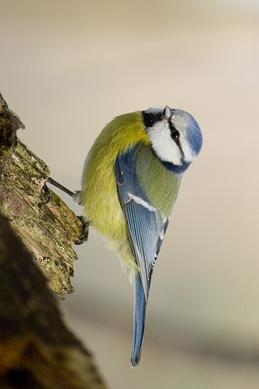 雀形目·山雀科·蓝山雀属:蓝山雀