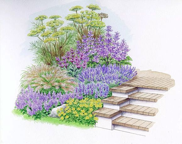 【花境手绘作品欣赏】—— 花境的主要植物...