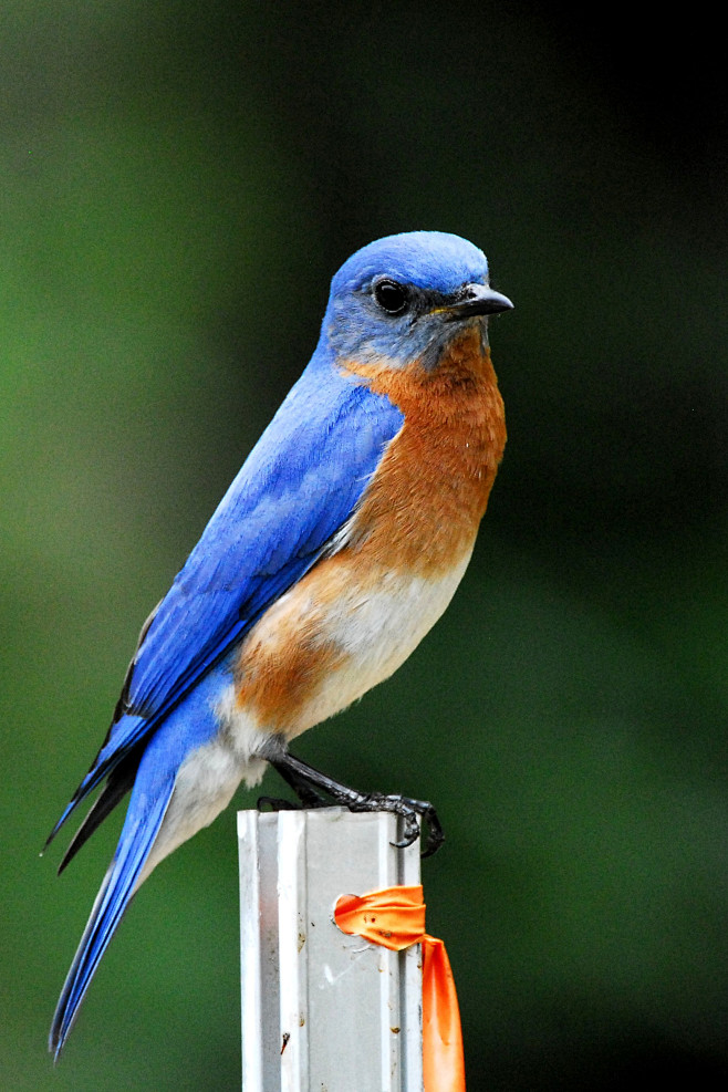 雀形目鸫科蓝鸲属东蓝鸲