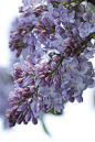 紫藤
紫藤的花语：沉迷的爱。
自由飞翔