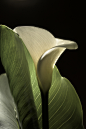 Zantedeschia Aethiopica flower. : Zantedeschia Aethiopica flower, commonly known as Calla Lily and Arum Lily. Photography and editing; Pere Roura Malagelada.