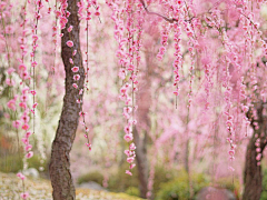 婍采集到scenery