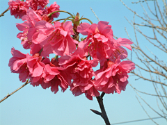 〆流年亦夢╮采集到花卉•八重樱