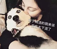 哈士奇斗图专用表情包，赶紧入手吧！-兴趣部落