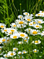 ♡♡♡ LEARN~TO~LIVE~LOVE~LAUGH and ENJOY FAMILY ♡♡♡, seasonalwonderment:   Daisies: 