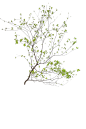 免抠马醉木室内插花绿植摆件贴图ID_1152057087