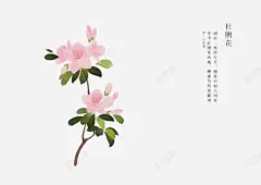 手绘花卉 平面电商 创意素材