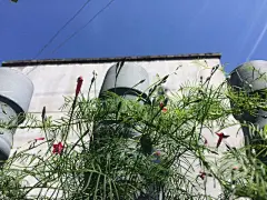 院子里的围栏，长满了不知名的小花，点点的红色花朵，和小星星一样灿烂