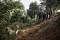 Using Elephants as Bulldozers to Preserve Wildlife Sanctuaries : On Monday, Indian police and forestry officials carried out a series of forced evictions of illegally-built houses inside the Amchang Wildlife Sanctuary, a protected habitat for wild elephan