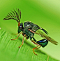 Metallic Wasp...so cool!