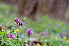 春林里盛开的龙须草花