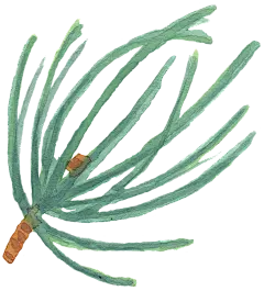 小清新手绘彩绘文艺植物春季花鸟类燕子水彩PNG免抠设计素材