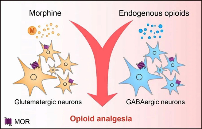 外源性阿片类物质（如吗啡）通过作用于谷氨...