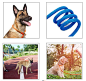 10 More Colors Adjustable Amazon Hot Sell Dog Lead Collar Set Customized Material In Pp Rope - Buy 10 More Colors Dog Lead Collar Set,Amazon Hot Sell Lead In Pp Rope,Adjustable Dog Lead Customized Material Product on Alibaba.com