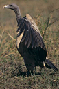 鹰形目·鹰科·兀鹫属：印度兀鹫