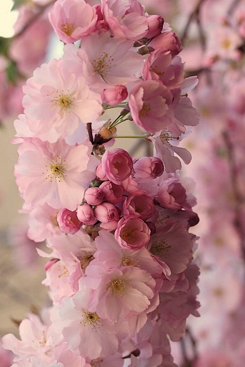 Cherry Blossoms