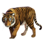 老虎PNG