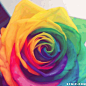 五彩缤纷的花图片:彩色,花朵,玫瑰