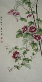 工笔画牵牛花的 搜索结果_好搜图片