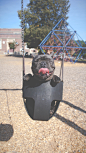 狗狗 - swings dog playground swing