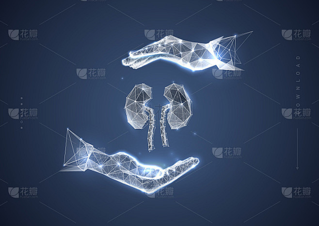 肾脏。多边形线框组成。肾学家和器官捐赠者旗帜的概念。器官移植。抽象插图孤立在蓝色的黑暗背景。
