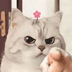 猫咪 指人 头顶鲜花 沙雕 搞笑 逗
