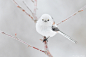 long tailed tit