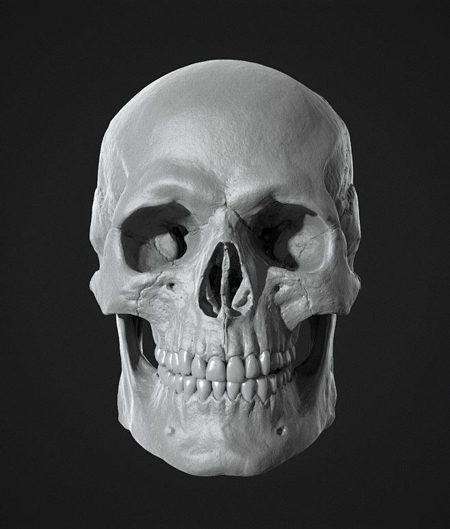 Human Skull Study, J...