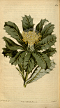 Botanical_Magazine_1581_Dryandra_floribunda