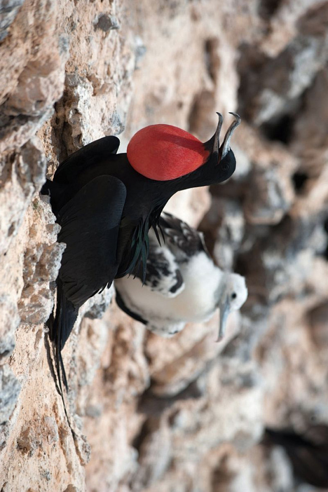 鲣鸟目·军舰鸟科·军舰鸟属:阿岛军舰鸟